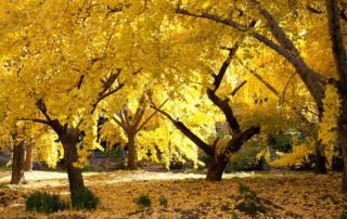 albero di ginkgo biloba